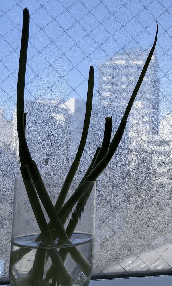 f🆔shaunkawano:20200510185749p:plain