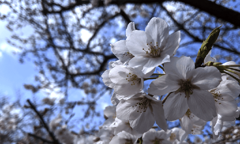 f🆔shaunkawano:20190416005551p:plain