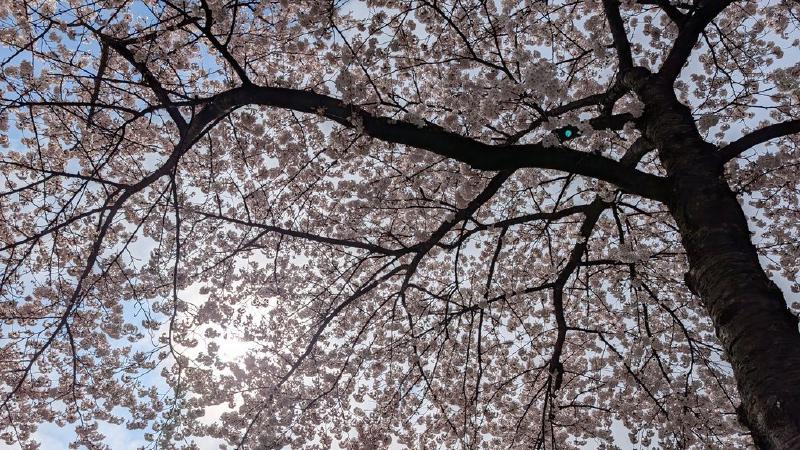 cherry_blossom.jpg