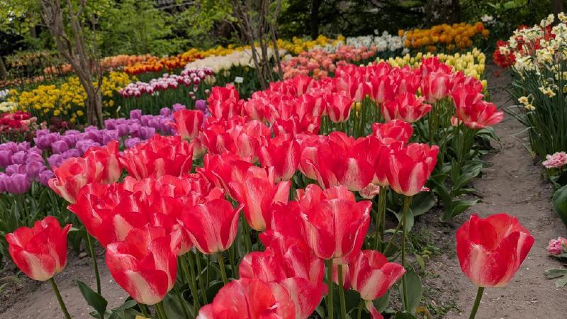 tulip