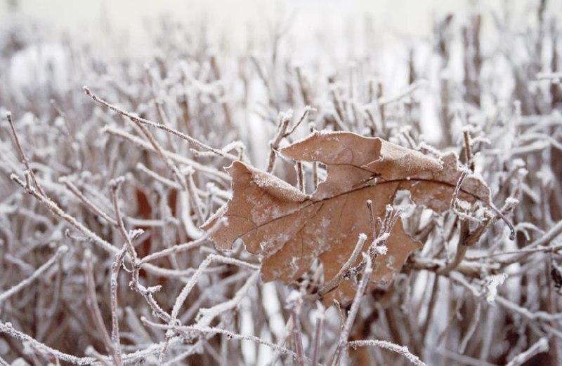 f🆔shaunkawano:20190414191718p:plain