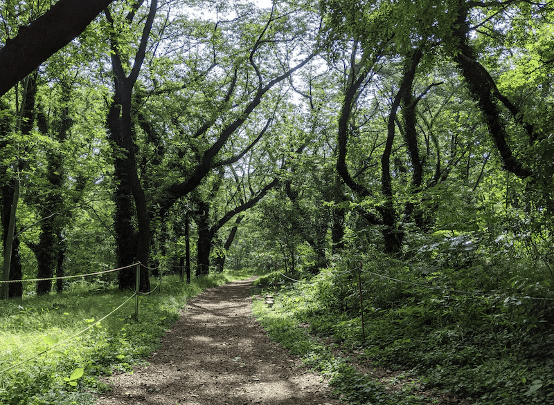 f🆔shaunkawano:20200515002634p:plain